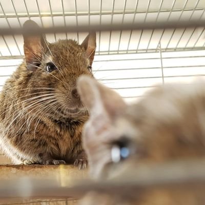 exomalon's profile picture. 2017年生まれのデグーたち🐀🐭🐁と2018年生まれのチンチラちゃん🐀🐭🐁