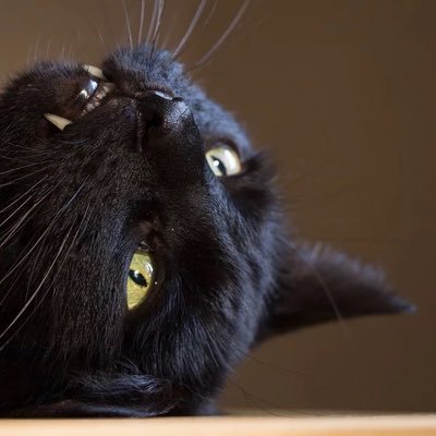 SynarchyKitty's profile picture. Masters student studying abroad in Germany, where my university is tuition-free. #BlackLivesMatter