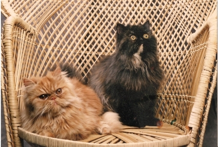 2katsdaddy's profile picture. Everything Cats, Cats big and small we love them all, USAF Retired, Math Professor, Magic man, 
http://t.co/PJyqyDtTr3