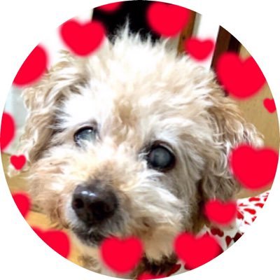 Moー 近所のイオンペットにシャンプーを買いに行ったけど ガラスケースの中にたくさん子犬がいる みんな笑顔で見てるし抱っこしてる 本当に可愛いし売られてる子犬達に罪はない 親犬の事を思うと辛くて仕方ない 今日も 生体販売やめて