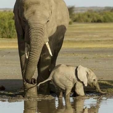 MaggieDeg4's profile picture. #EndTrophyHunting