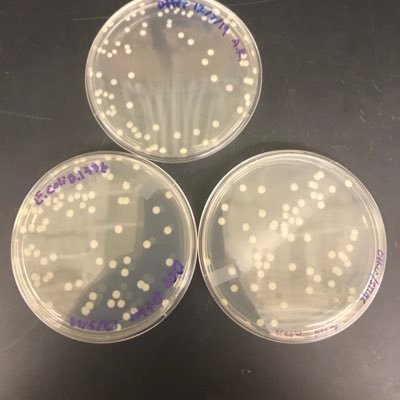 I have some friends, but bacteria is definitely my best friends!