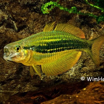 Musings on Rainbowfishes (Melanotaeniidae) and Blue Eyes (Pseudomugilidae). 🌈🤙🏽