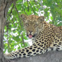 Discover KNP Safaris (@discoverkruger1) 's Twitter Profile