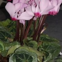 K ゆか (@yamanase) 's Twitter Profile Photo