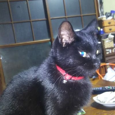 ねこ好き ラジオ聴きながら仕事しています　砂丘畑の専業農家です　米　だだちゃ豆　メロン　ネギ　さつまいも　大根　軟白ネギ栽培しています。