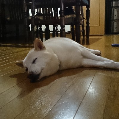 TheCmpnzee's profile picture. 新刊情報収集垢
特に呟いたりはしないです