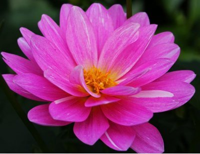 goal_achiever2's profile picture. I have the most effective methods of increasing and boosting customers satisfaction and heightening brand awareness. No matter your industry/business.