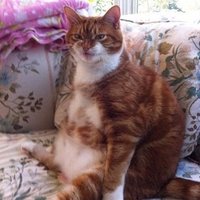 boooooooooooooooooooooba (@hourskitty) 's Twitter Profile
