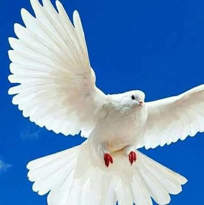 MAGDY23214408's profile picture. 