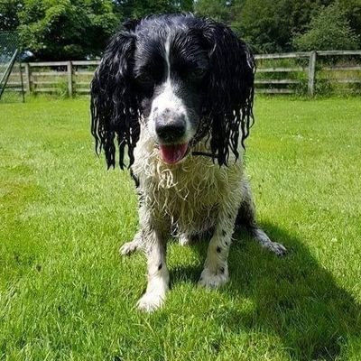 Neil Dobson Profile