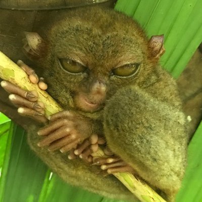 某SIerに勤めるインフラ雑兵。SIerからSIerに転職したプロSIerer┃AWSマン┃TOEIC 5000点over(累計)┃アジャイルしたい┃元無職