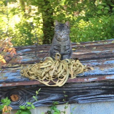 i_likethisstuff's profile picture. I love to play magic: the gathering