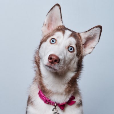 I’m a Siberian Husky Wolf hybrid. This account is run by my mom: @emimonkey