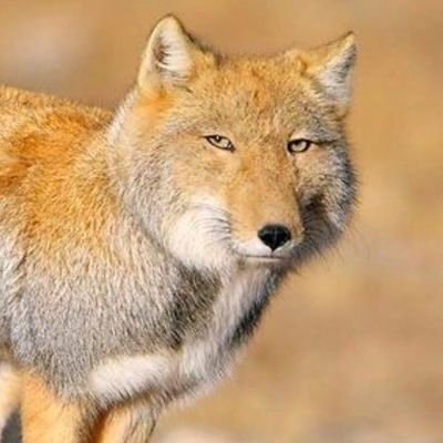 Scottish left wing Hibs fan and Amateur Historian. 'The study of history is the best medicine for a sick mind' also enjoys woodcrafting. http://woodenheartcraft