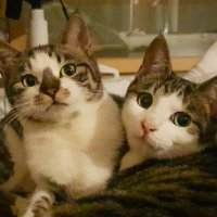 여름과가을사이 (@catsummerautumn) 's Twitter Profile