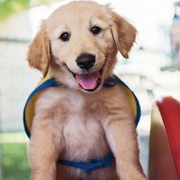 💕Precious Animals💕 (@cutieoverioad) 's Twitter Profile Photo 💕Precious Animals💕 (@cutieoverioad) 's Twitter Profile Photo