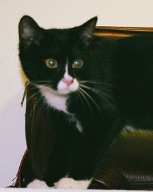 peppermcnasty's profile picture. 