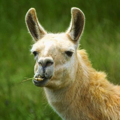 Gortor4's profile picture. Vivan las llamas