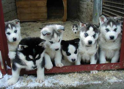 have husky? love husky? want husky? no offense to follow us :)