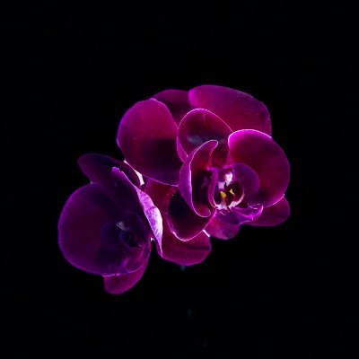🌺 Nuestro sencillo debut “Orquídea” ya está en plataformas streaming .: