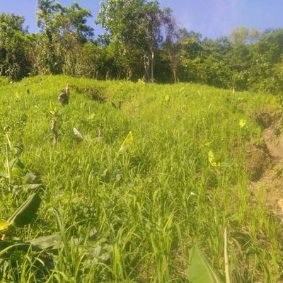 SmiltLi's profile picture. 