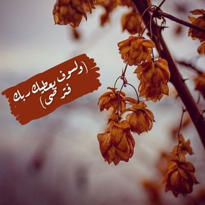 Rawabi_Melebari's profile picture. 