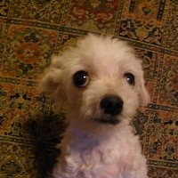 もてぎこう (@motegiko) 's Twitter Profile