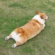 shinnosuke61809's profile picture. わんわん！