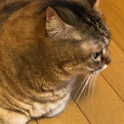 まったり趣味と取引垢。成人済。