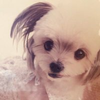 yuuki (@yuuki_abc_0127) 's Twitter Profile