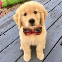 I Love Dogs (@my_dog92) 's Twitter Profile