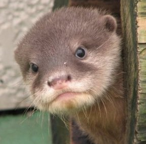 wanbuhi's profile picture. すみません、ほぼQ&Aですm(_ _)m