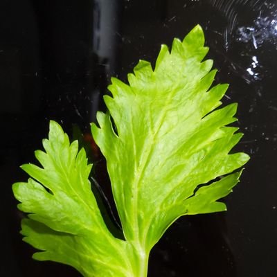 6jq4twOn0XxhSrw's profile picture. サンチュと焼き肉って合う。