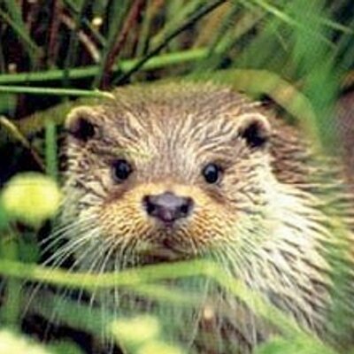Profile Picture of Stefanie Bertram (@madame_loutre) on Twitter