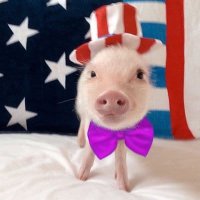 Piggy(@Piggylondra) 's Twitter Profileg