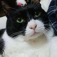 アニマルライフサポート福島 (@fukushima_2012) 's Twitter Profile Photo アニマルライフサポート福島 (@fukushima_2012) 's Twitter Profile Photo
