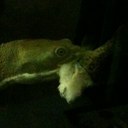 Krystle Anne Cronin - @KrystleACronin - Twitter