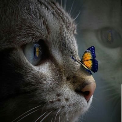 lajkujem ono sto mi se svidja..a ne po broju priljatelja.psovatore i retarde blokiram..ponesto i objavim.citaj.
svidjao ti se ili ne tu sam.
