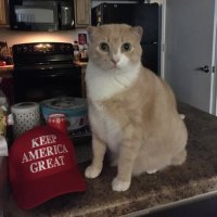 Deplorable Acro (@acroaman) 's Twitter Profile