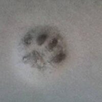 Anna Scott (@twix2001) Twitter profile photo