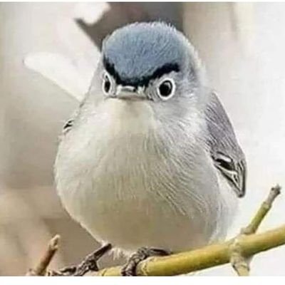 SalvadorDali183's profile picture. Have fun , never mind how 😁😁