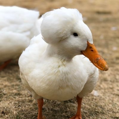 FreindlyDucks's profile picture. Film maker, music maker. Fun loving burrito enthusiast.