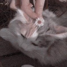 httpstrwbrryc's profile picture. 