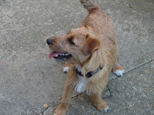 ourdawn's profile picture. Carer to my son for 40 years. love my dogs and computer collect micey things make cards and enjoy taking photos