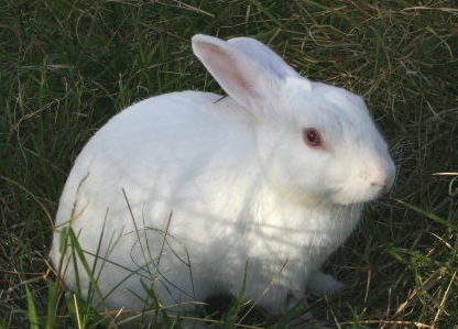 Sparkly Rabbit