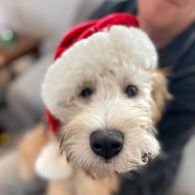 I am a soft-coated wheaten terrior named after supreme court justice 'notorious' Ruth Bader Ginsburg but I just go by 'Ruthie' for short.