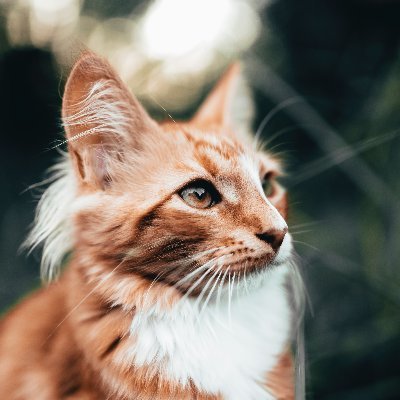 Top videos, pictures, gifs of awesome cats, beautiful dogs, funny puppies, little kittens, and other cute pets and wild animals.

Get daily account stats