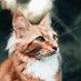 Cute Animals Pics & Vids (@imgver) Twitter profile photo Cute Animals Pics & Vids (@imgver) Twitter profile photo