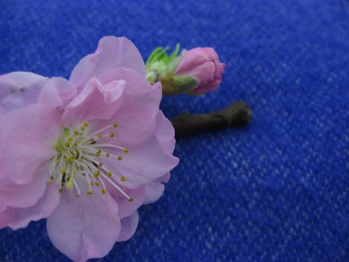 hanamomomo33's profile picture. 花屋という響きだけはとても乙女な仕事をしています